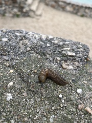 Limacus