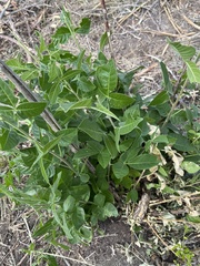 Ptelea trifoliata