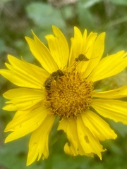 Halictus ligatus