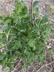 Ptelea trifoliata
