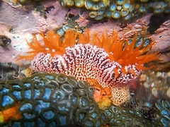 Bunodosoma granuliferum