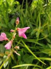 Desmodium incanum