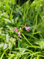 Desmodium incanum
