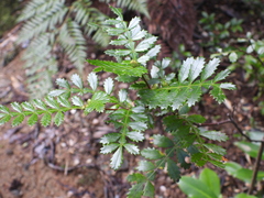 Weinmannia trichosperma