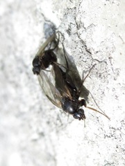 Anevrina urbana