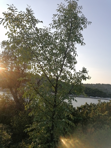Crni jasen (Fraxinus ornus)