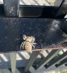 Phidippus regius