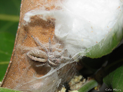Megafreya sutrix