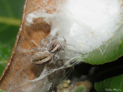 Megafreya sutrix
