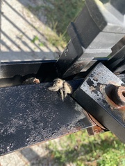 Phidippus regius