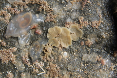 Neohymenicus pubescens