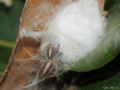Megafreya sutrix