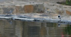 Motacilla alba alba