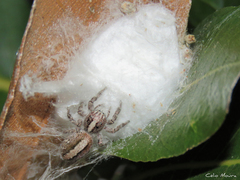Megafreya sutrix