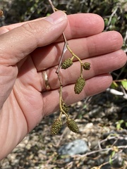 Alnus oblongifolia
