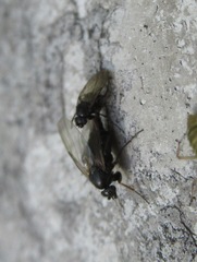 Anevrina urbana