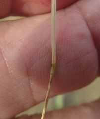 Bouteloua trifida