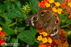 Junonia coenia