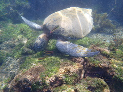 Thalassoma lucasanum