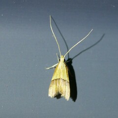 Crocanthes prasinopis