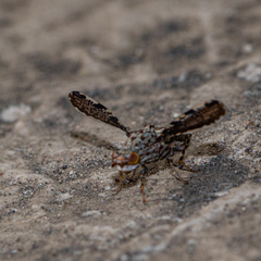Callopistromyia strigula
