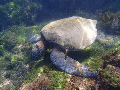 Thalassoma lucasanum