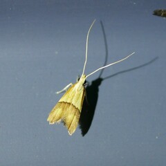 Crocanthes prasinopis