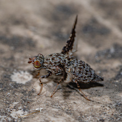 Callopistromyia strigula