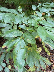 Fraxinus excelsior
