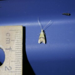 Crocanthes prasinopis