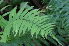 Homalosorus pycnocarpos