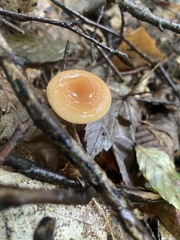Gliophorus