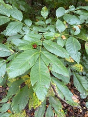 Fraxinus excelsior