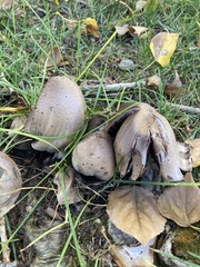 Coprinopsis romagnesiana