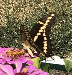 Heraclides cresphontes