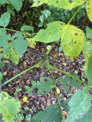 Fraxinus excelsior