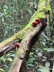 Auricularia fuscosuccinea