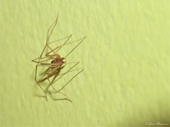 Cithaeron praedonius