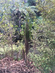 Cordyline australis