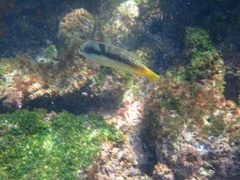 Halichoeres nicholsi