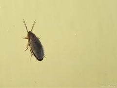 Corydiidae