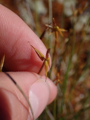 Carex pauciflora