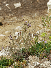 Limonium virgatum