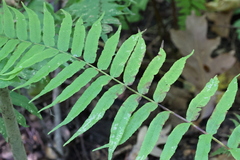 Homalosorus pycnocarpos