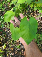 Matelea floridana