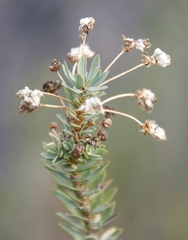 Euryops lateriflorus