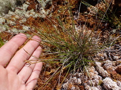 Carex pauciflora