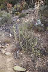 Euryops lateriflorus