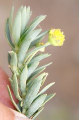 Euryops lateriflorus