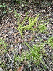 Lycopodiella